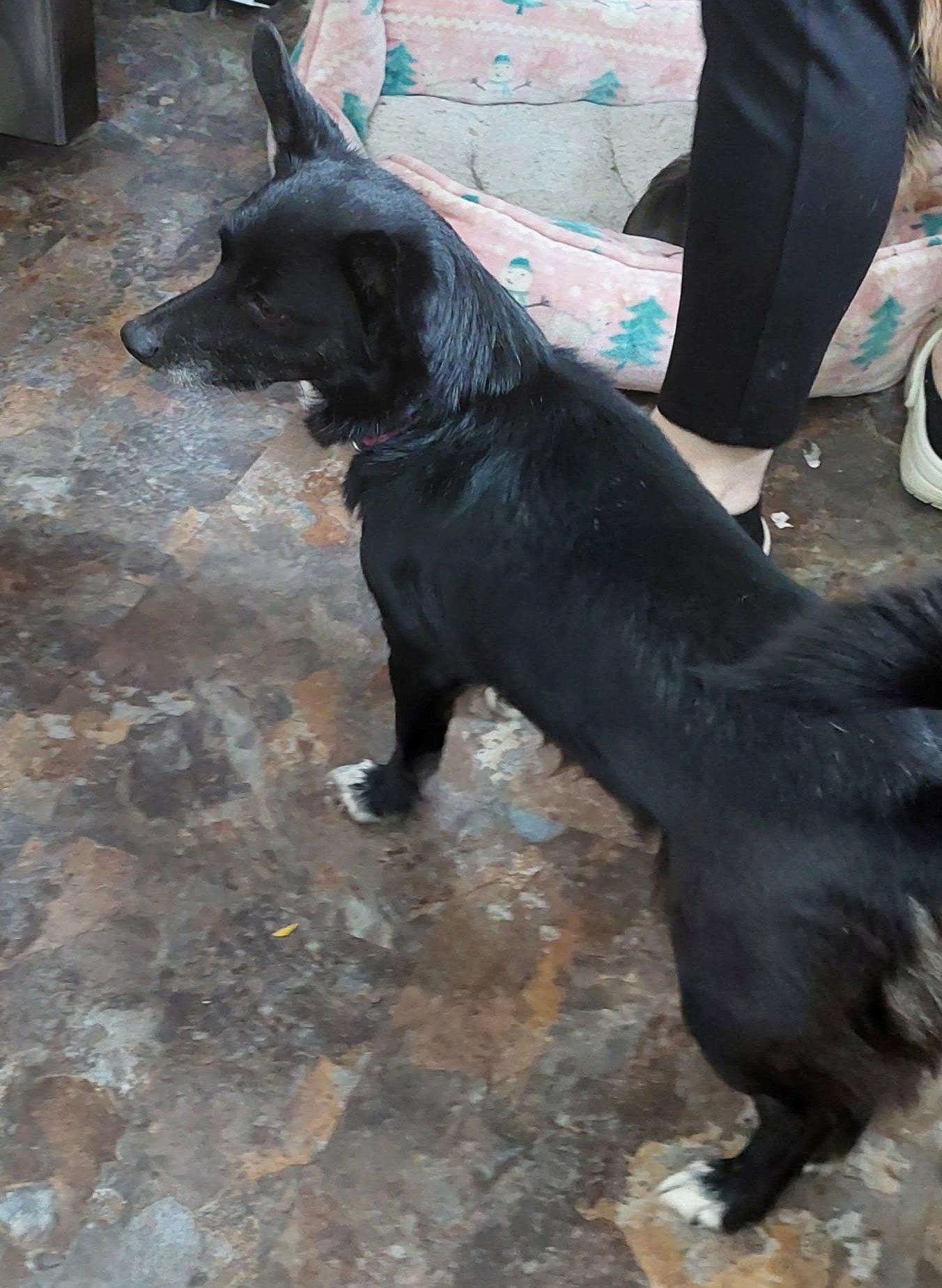 Enlarge Lilly, an adopted mixed breed in Conesus, NY image 2/5