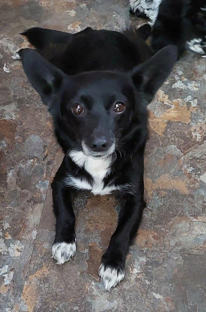 Lilly, adopted, Adult Female Pomeranian & Chihuahua.