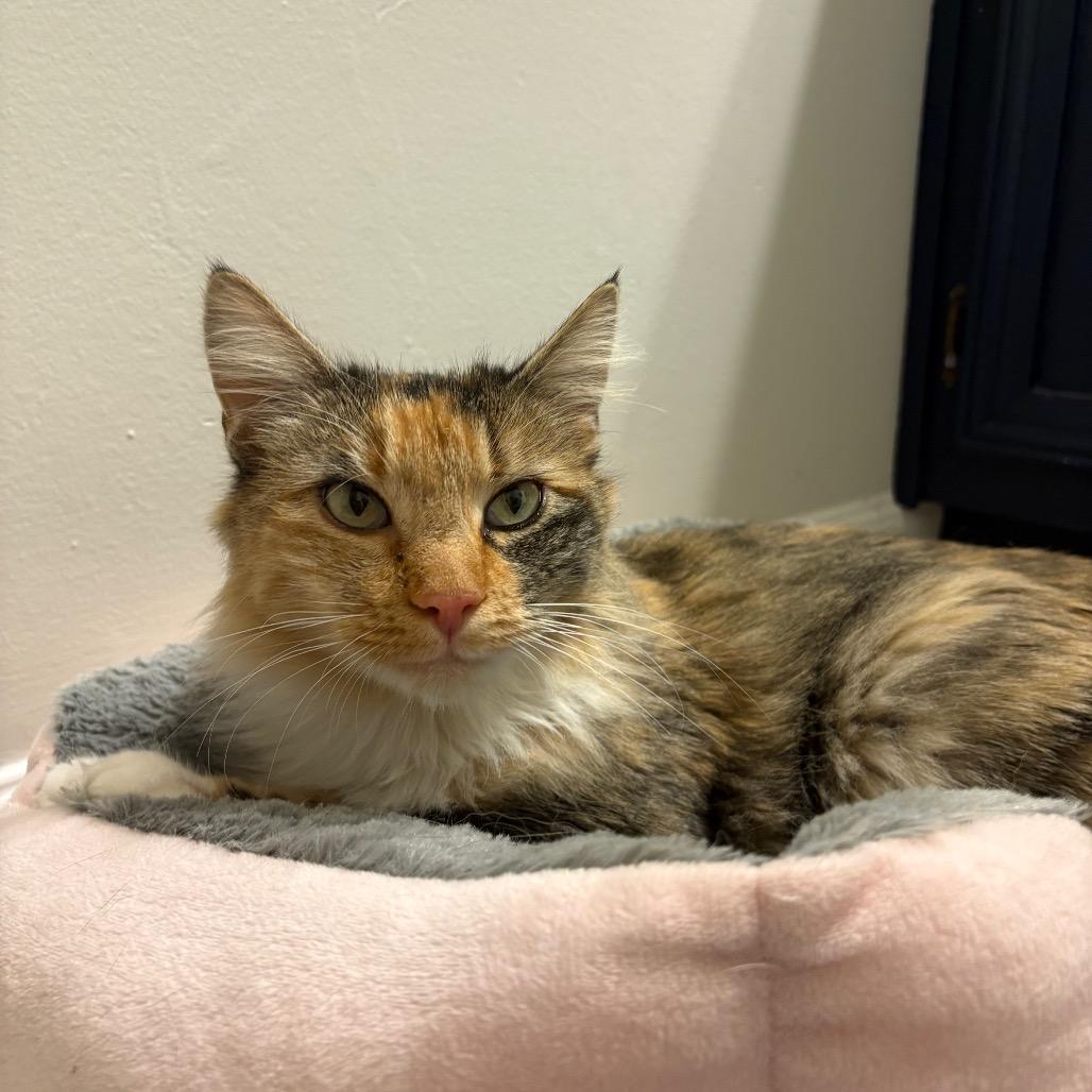 Enlarge Mama Maple, a Adoptable Domestic Medium Hair in Durham, NC image 1/6