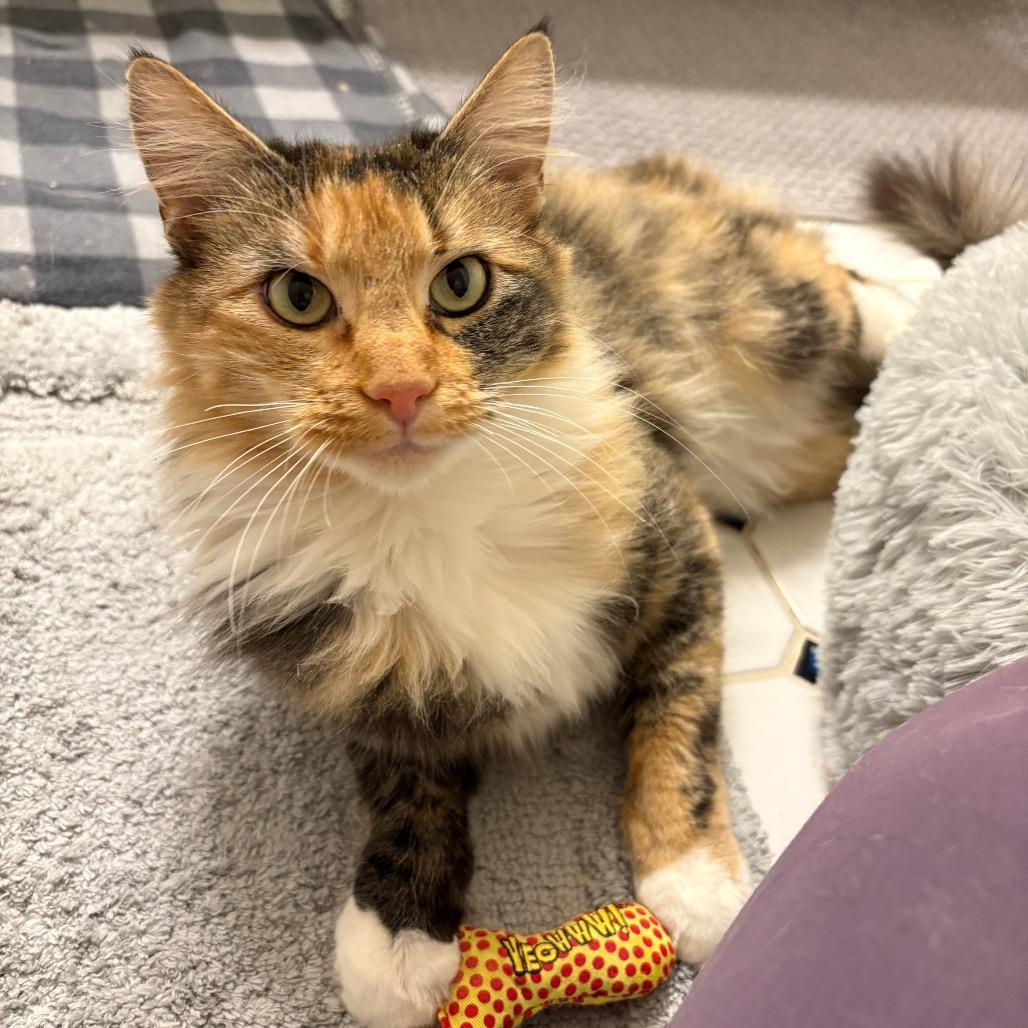 Enlarge Mama Maple, a Adoptable Domestic Medium Hair in Durham, NC image 2/6