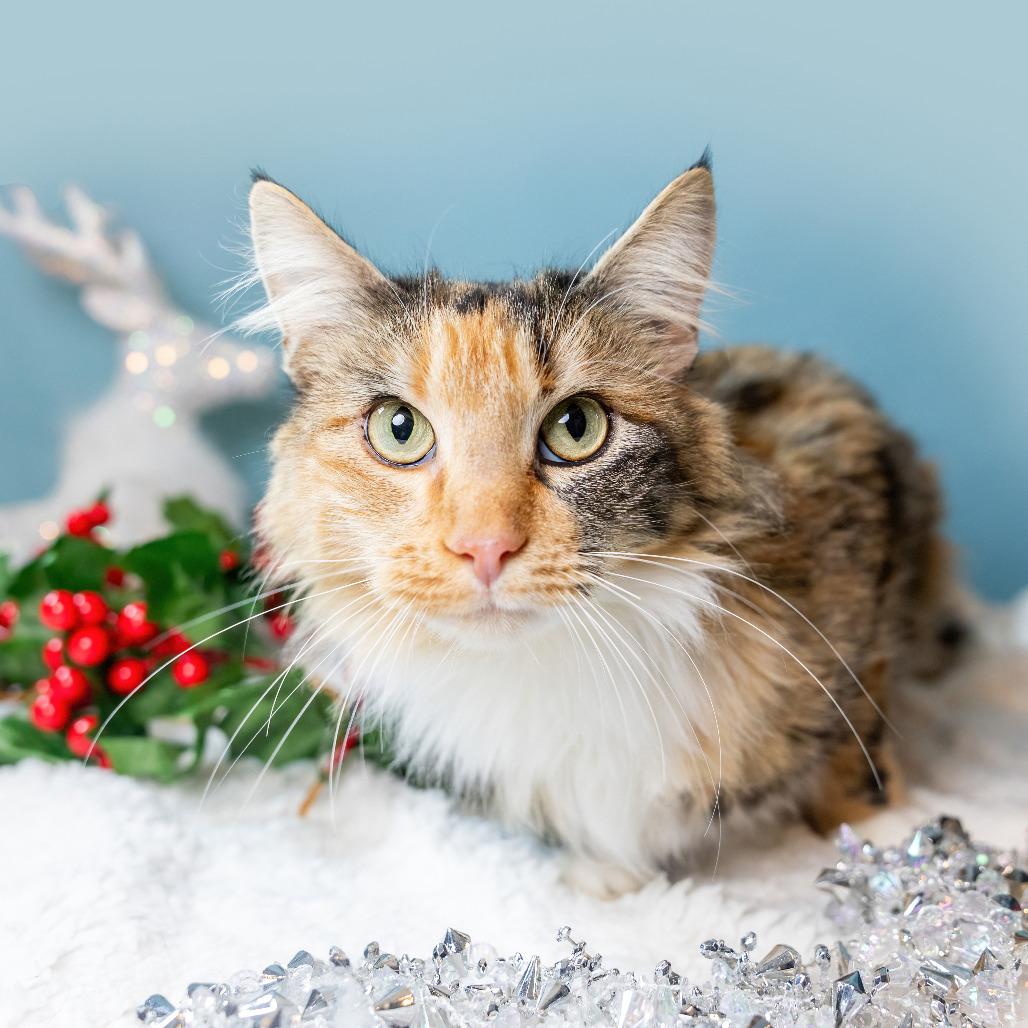 Enlarge Mama Maple, a Adoptable Domestic Medium Hair in Durham, NC image 3/6