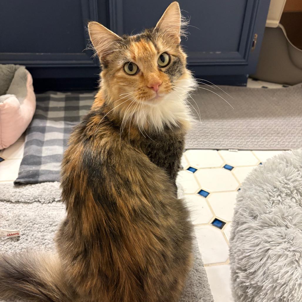 Enlarge Mama Maple, a Adoptable Domestic Medium Hair in Durham, NC image 5/6