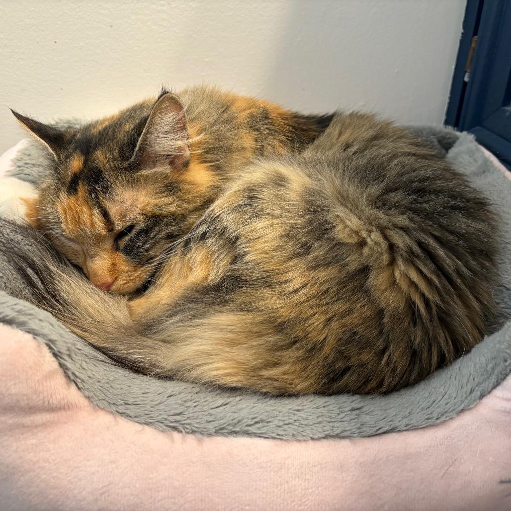 Enlarge Mama Maple, a Adoptable Domestic Medium Hair in Durham, NC image 6/6