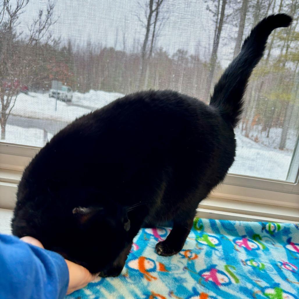 Minnie, Adoptable, Senior Female Domestic Short Hair.