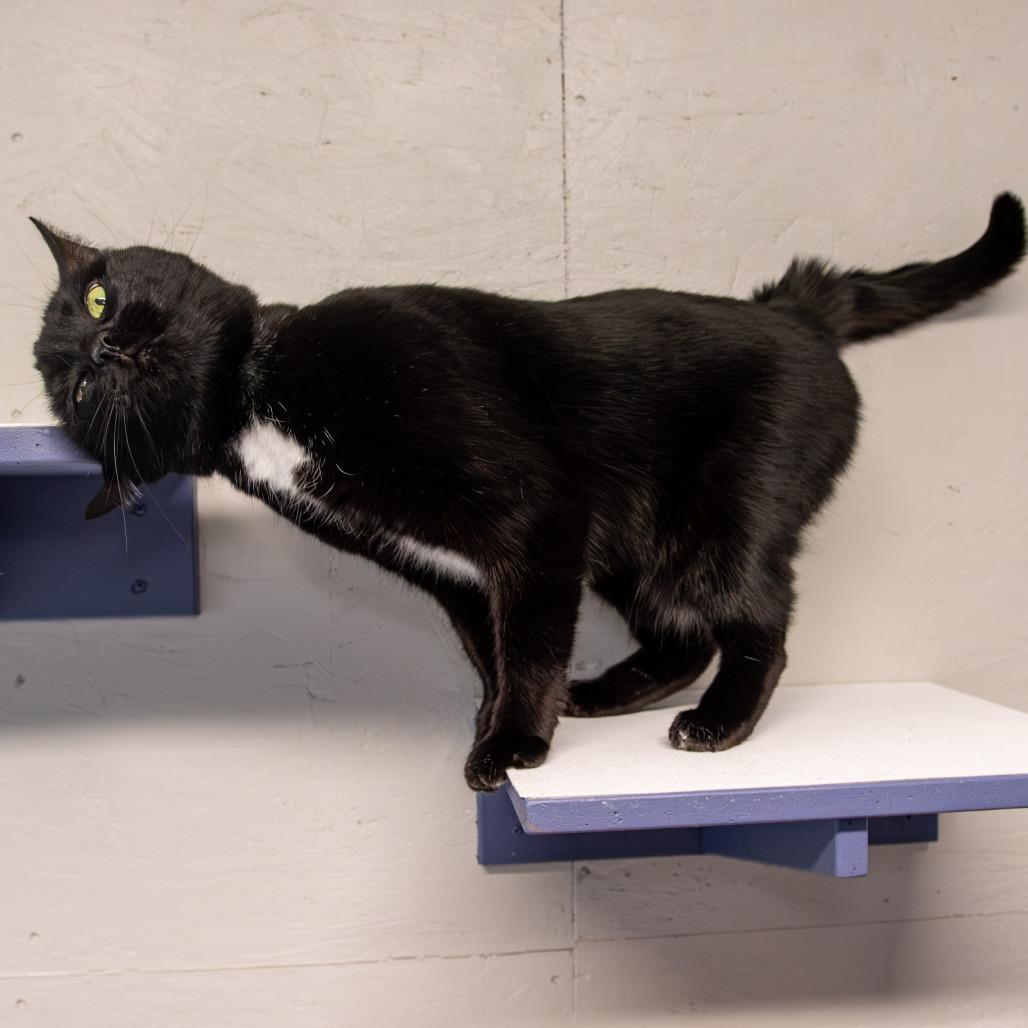 Enlarge Minnie, a Adoptable Domestic Short Hair in Kennebunk, ME image 2/6