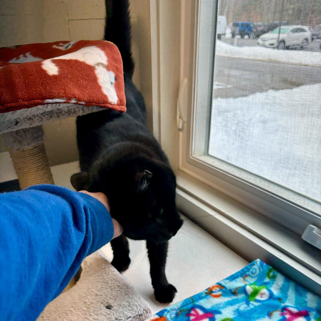 Enlarge Minnie, a Adoptable Domestic Short Hair in Kennebunk, ME image 3/6