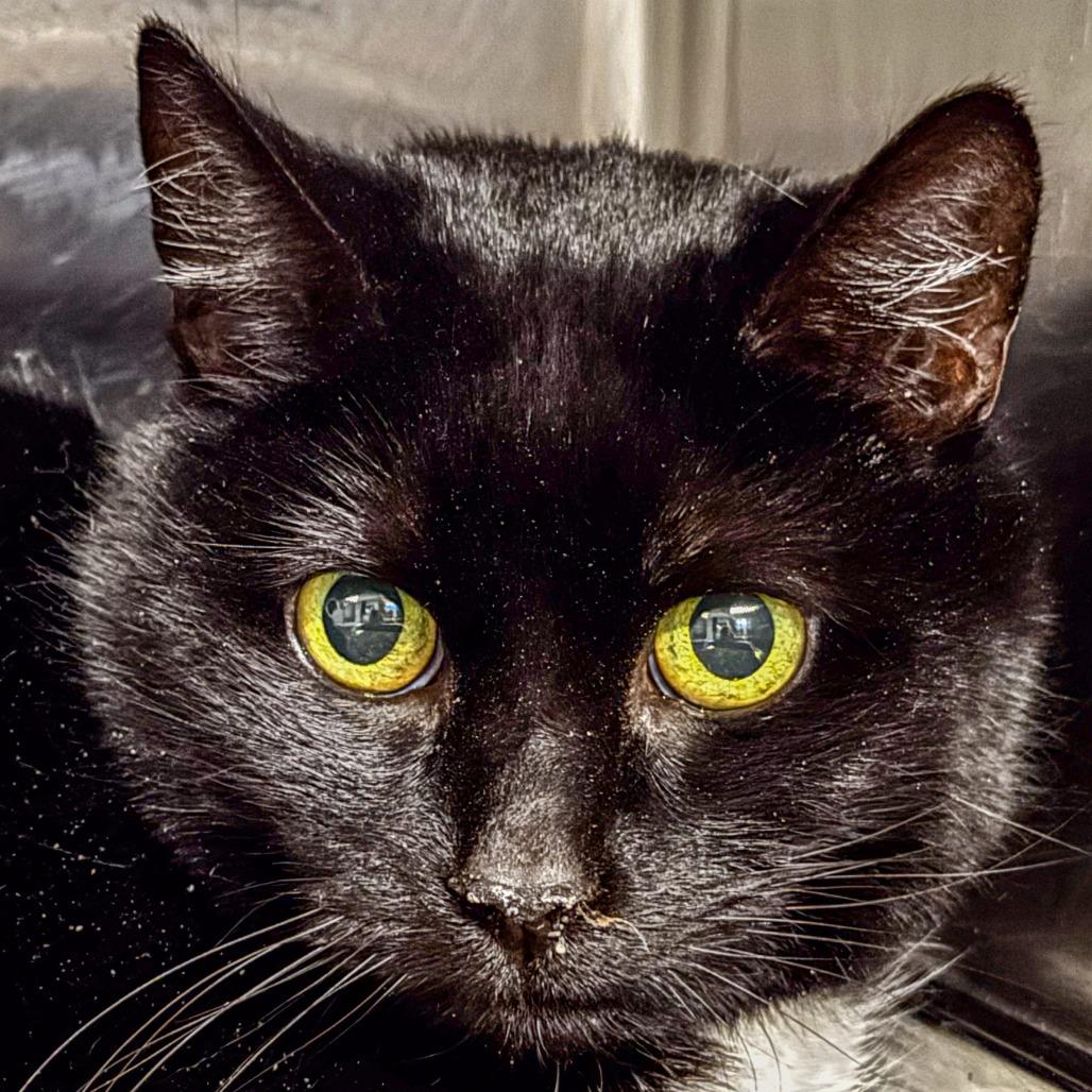 Enlarge Minnie, a Adoptable Domestic Short Hair in Kennebunk, ME image 1/1