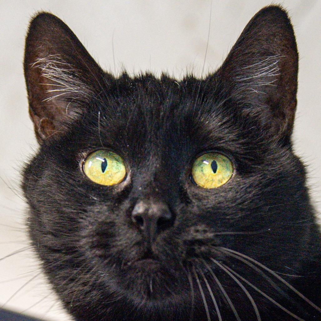 Enlarge Minnie, a Adoptable Domestic Short Hair in Kennebunk, ME image 5/6