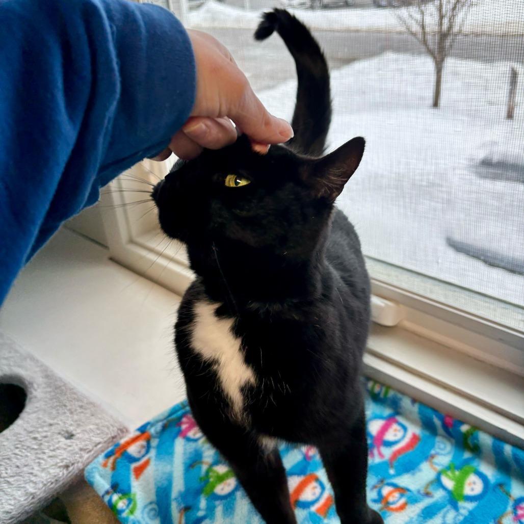 Enlarge Minnie, a Adoptable Domestic Short Hair in Kennebunk, ME image 6/6