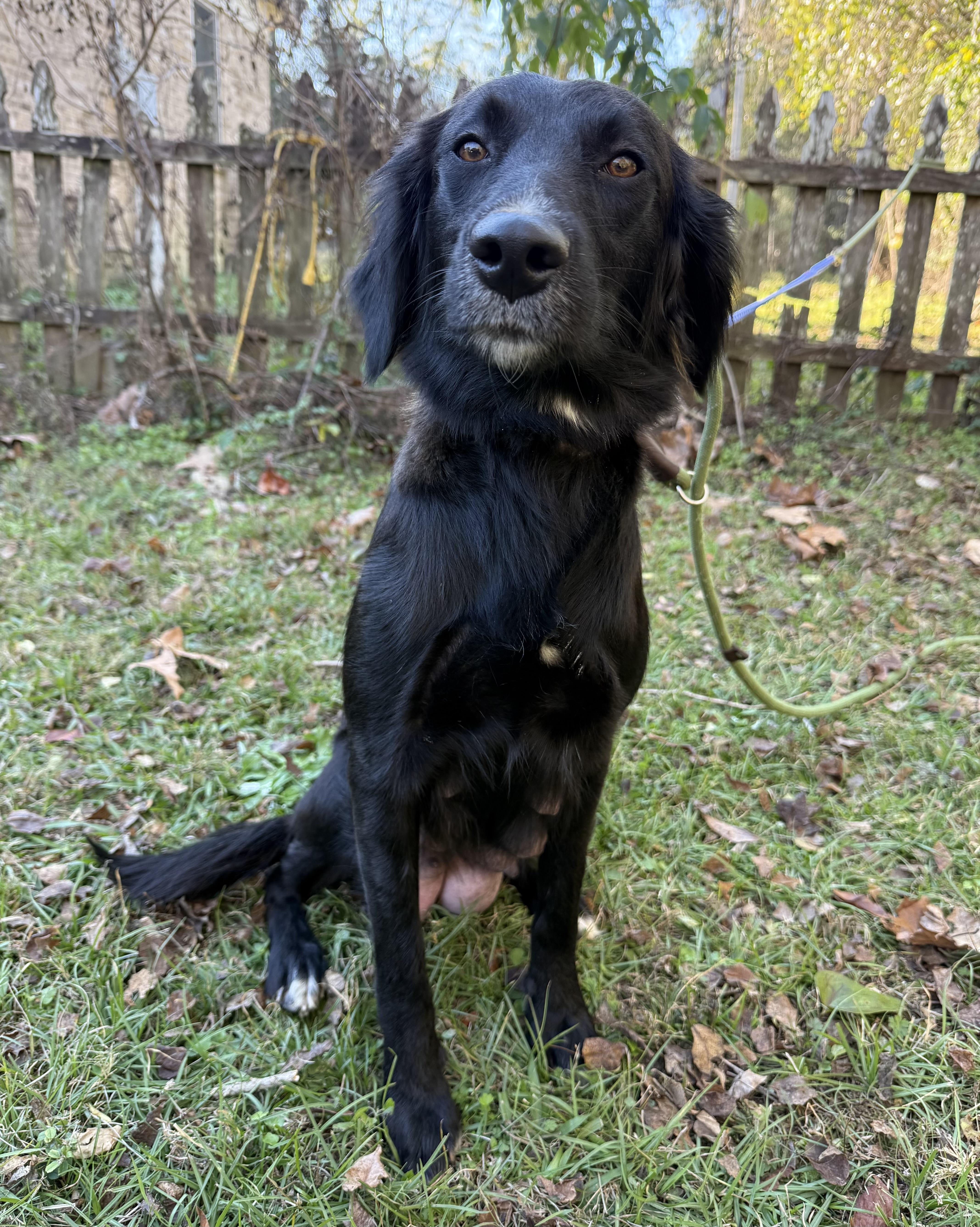 Wynona, adopted, Adult Female Golden Retriever & Labrador Retriever.
