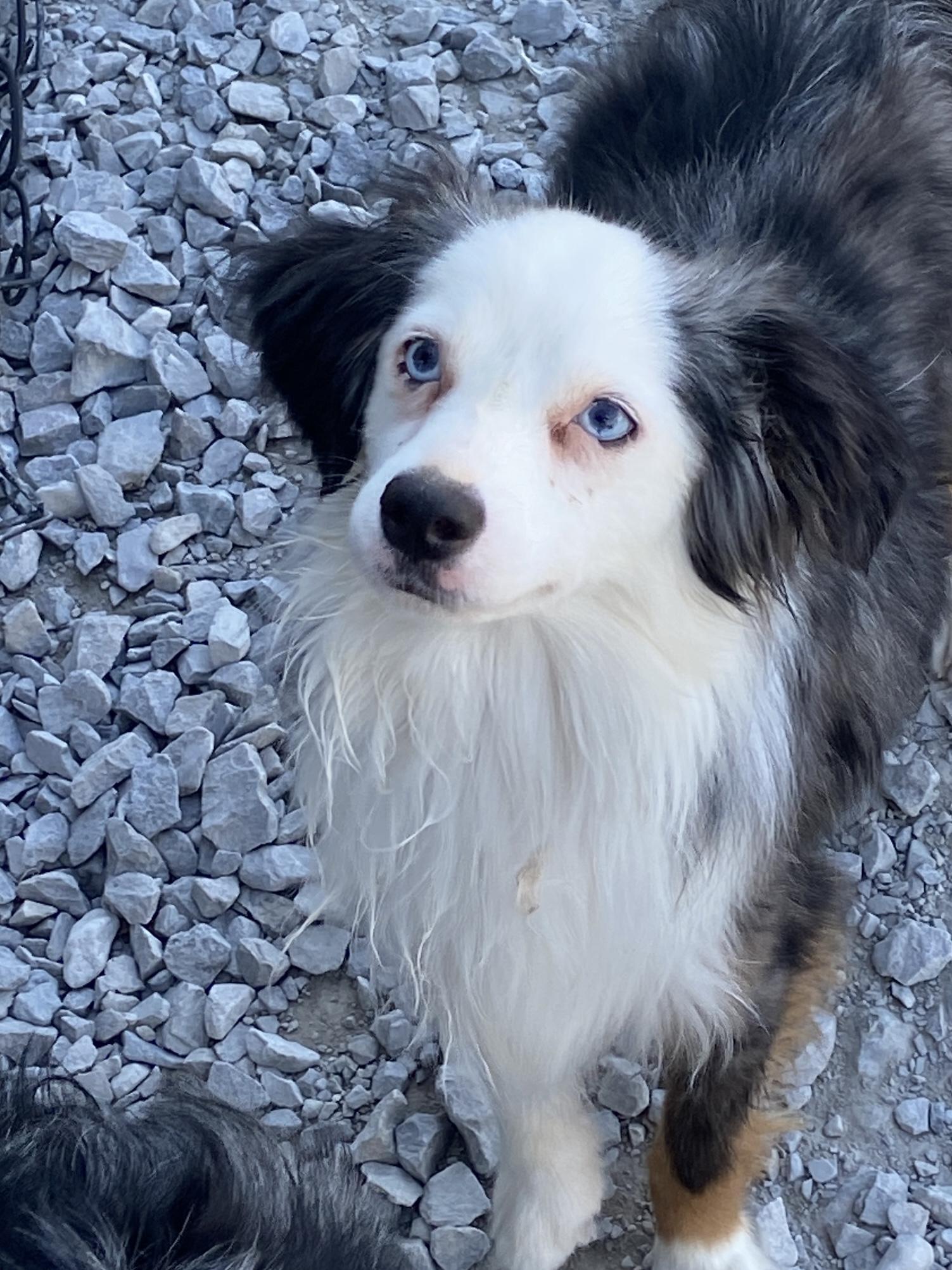 Handsome, Adopted, Adult Male Australian Shepherd.