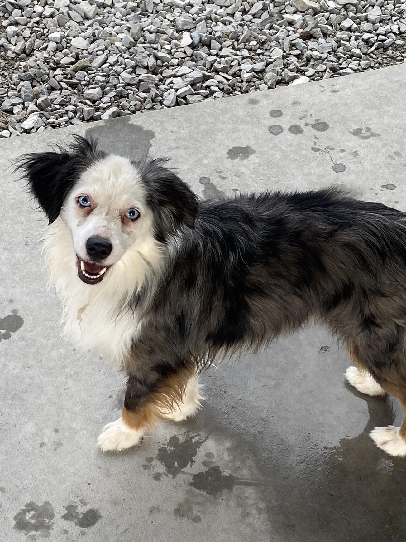 Handsome, Adoptable, Adult Male Australian Shepherd.