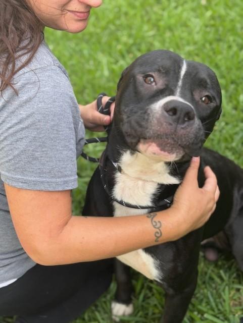Arnie, Adult Male American Staffordshire Terrier