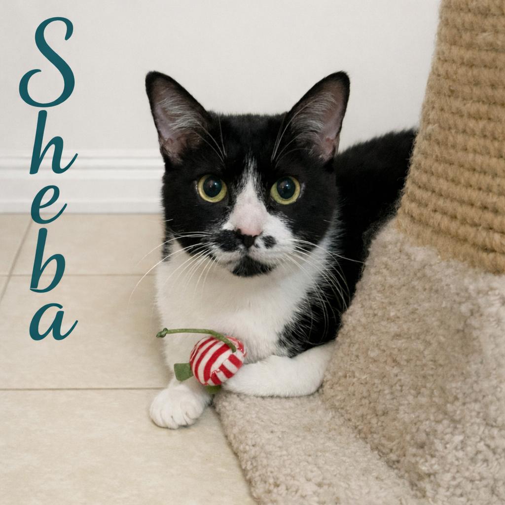 Sheba-Silver Whiskered Beauty Looking for Her Furrever Family, Adoptable, Senior Female Tuxedo.