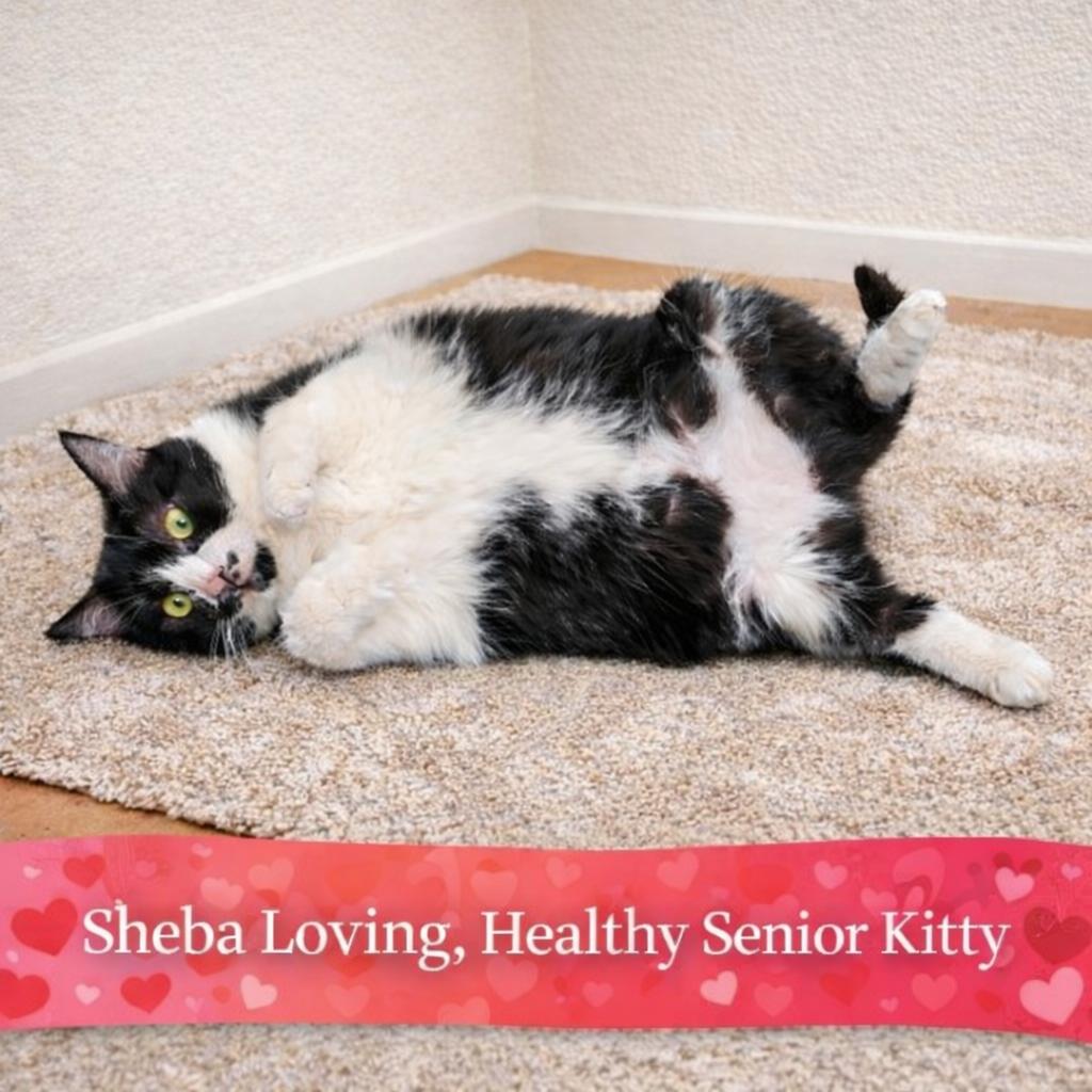 Enlarge Sheba — 2,108 Days in the Shelter. Still Hoping., a Adoptable Tuxedo in Hillsboro, TX image 4/6