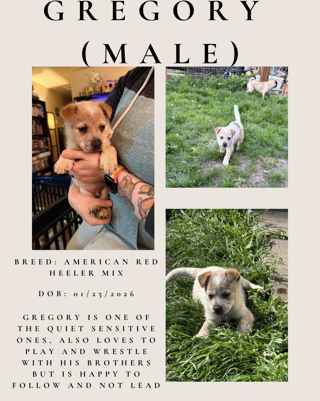 Enlarge Gregory, an adopted mixed breed in Klamath Falls, OR image 1/1