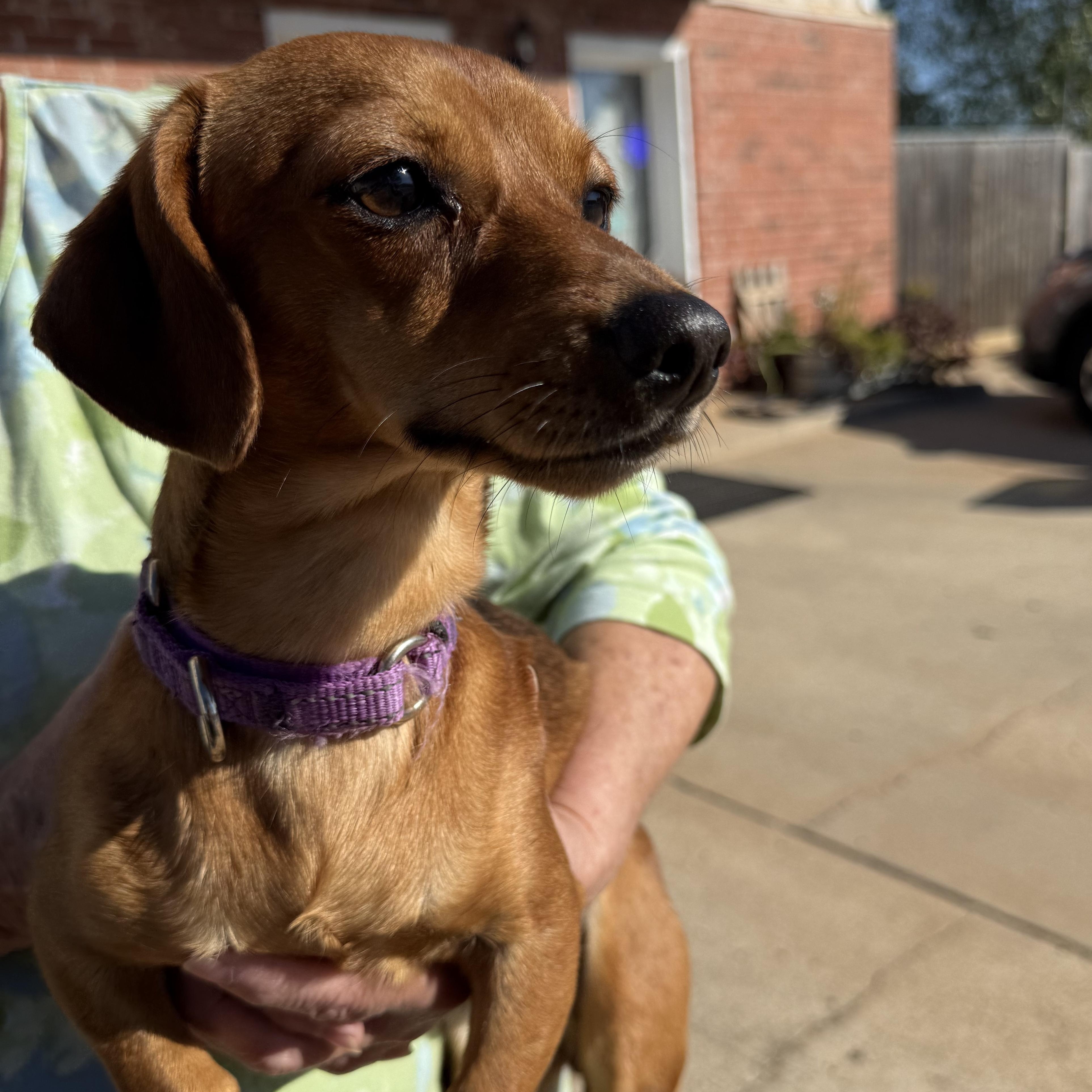 Enlarge Wrigley Westbrook, an adopted Chiweenie in Belleville, NJ image 2/5