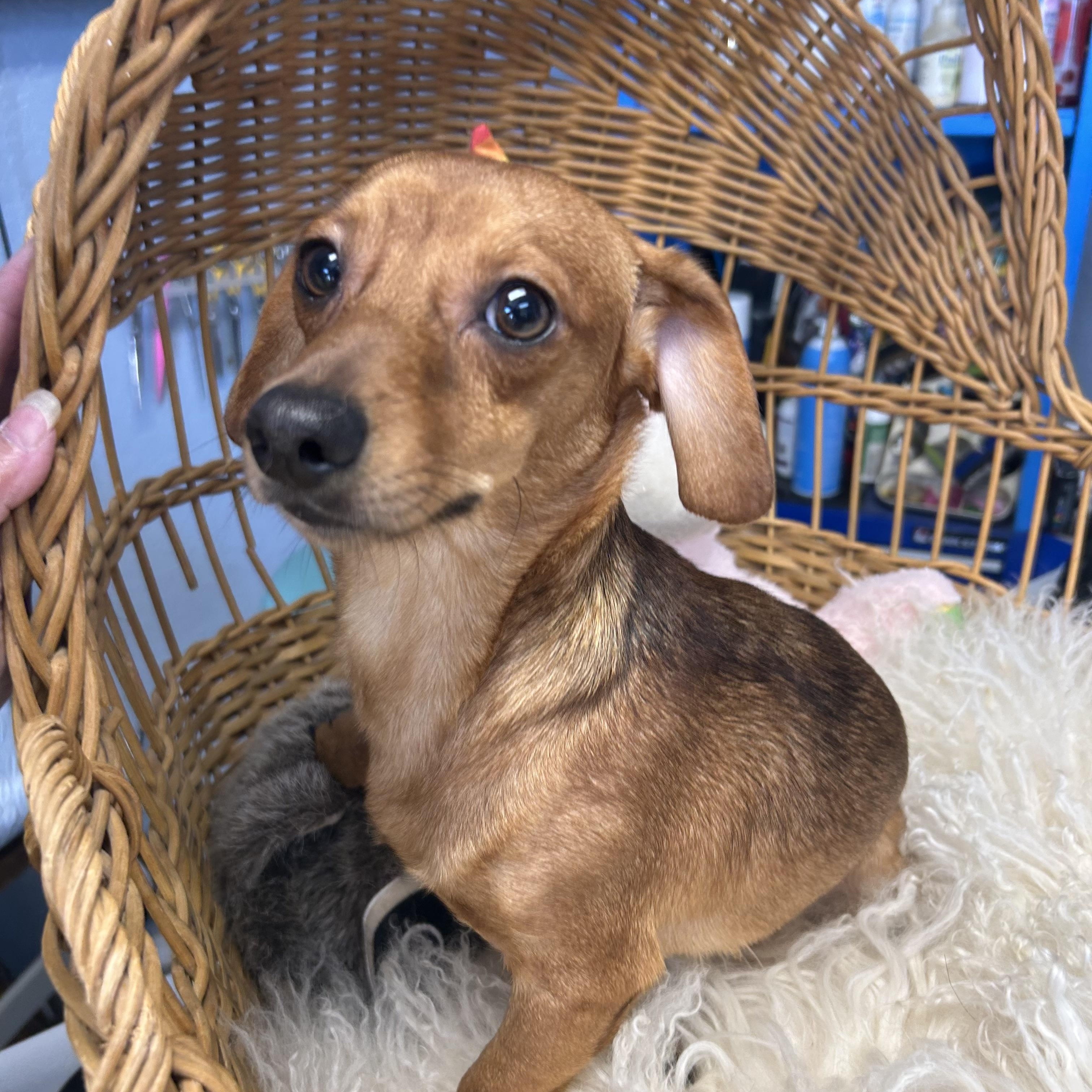 Enlarge Wrigley Westbrook, an adopted Chiweenie in Belleville, NJ image 3/5