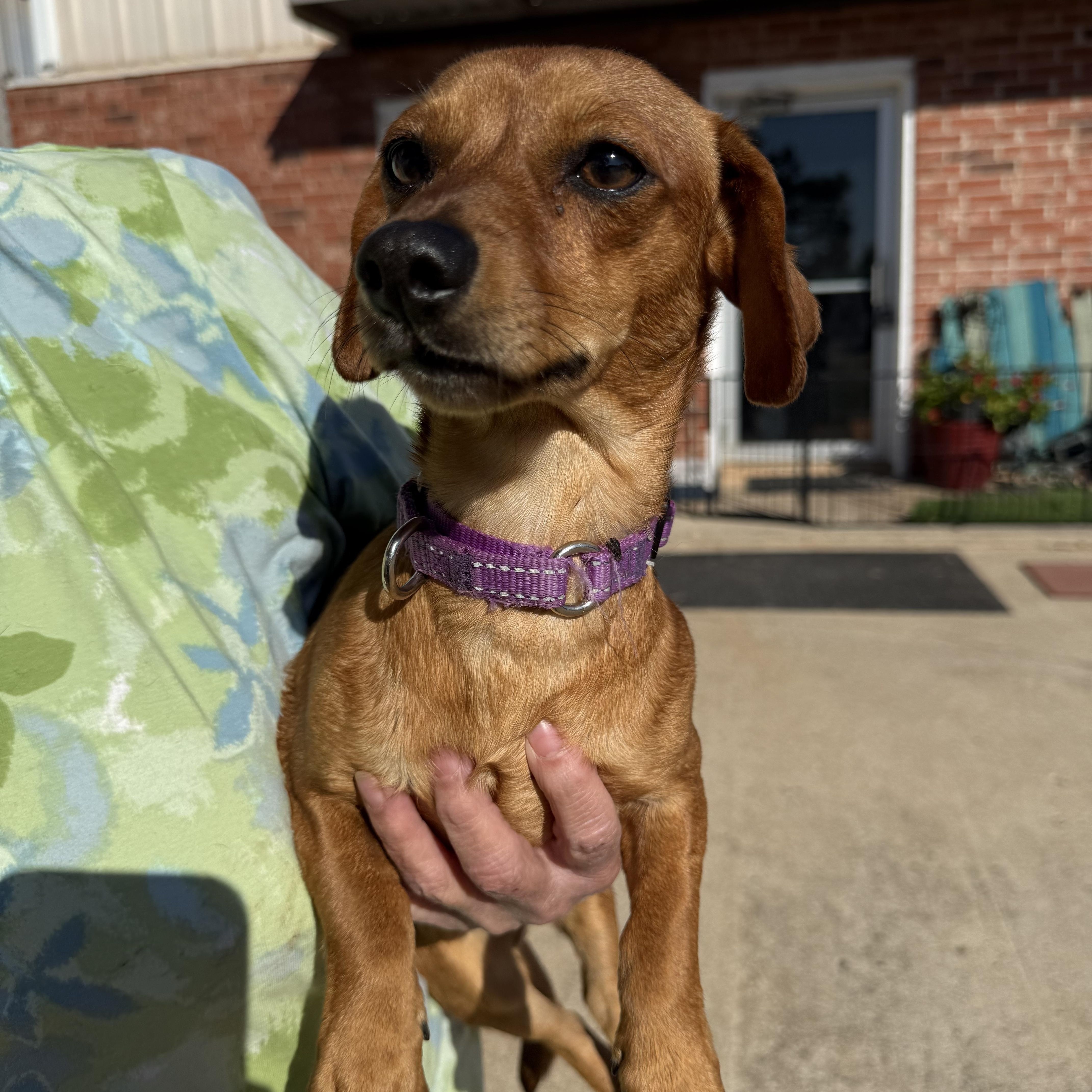 Enlarge Wrigley Westbrook, an adopted Chiweenie in Belleville, NJ image 4/5