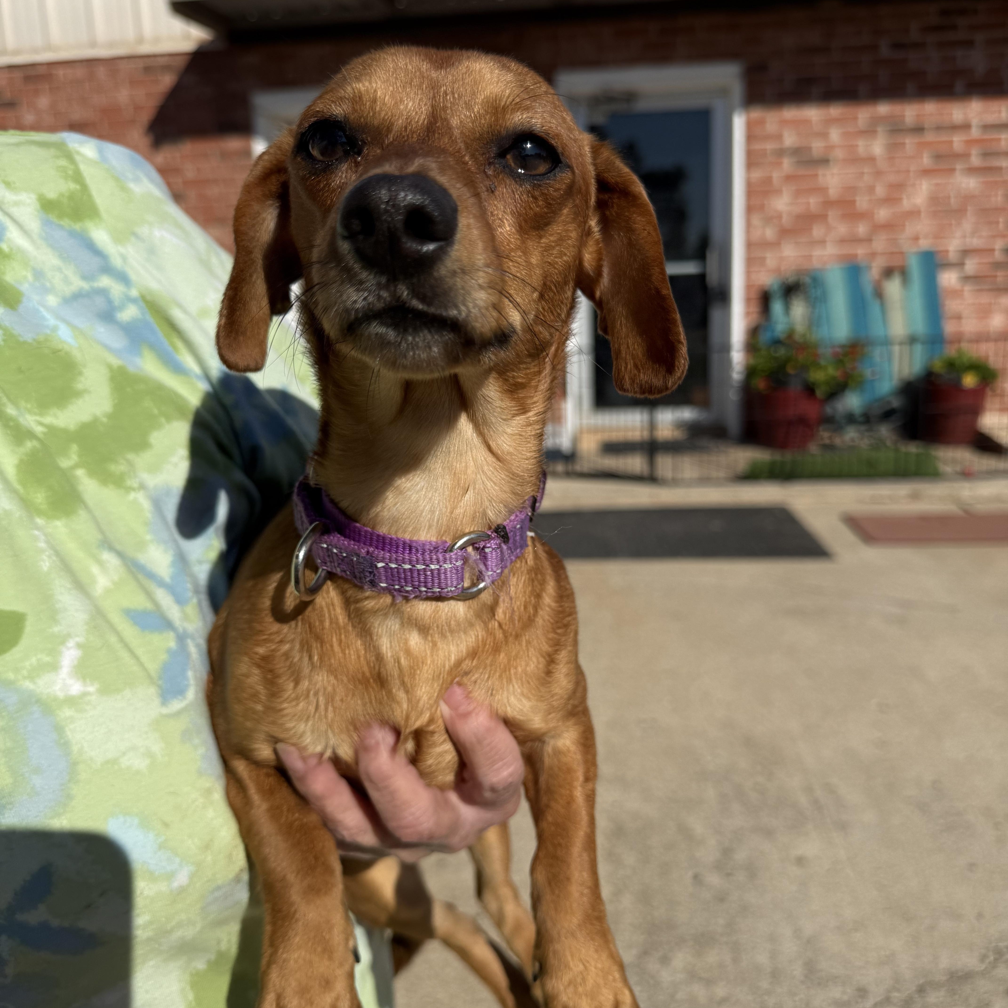 Enlarge Wrigley Westbrook, an adopted Chiweenie in Belleville, NJ image 1/5