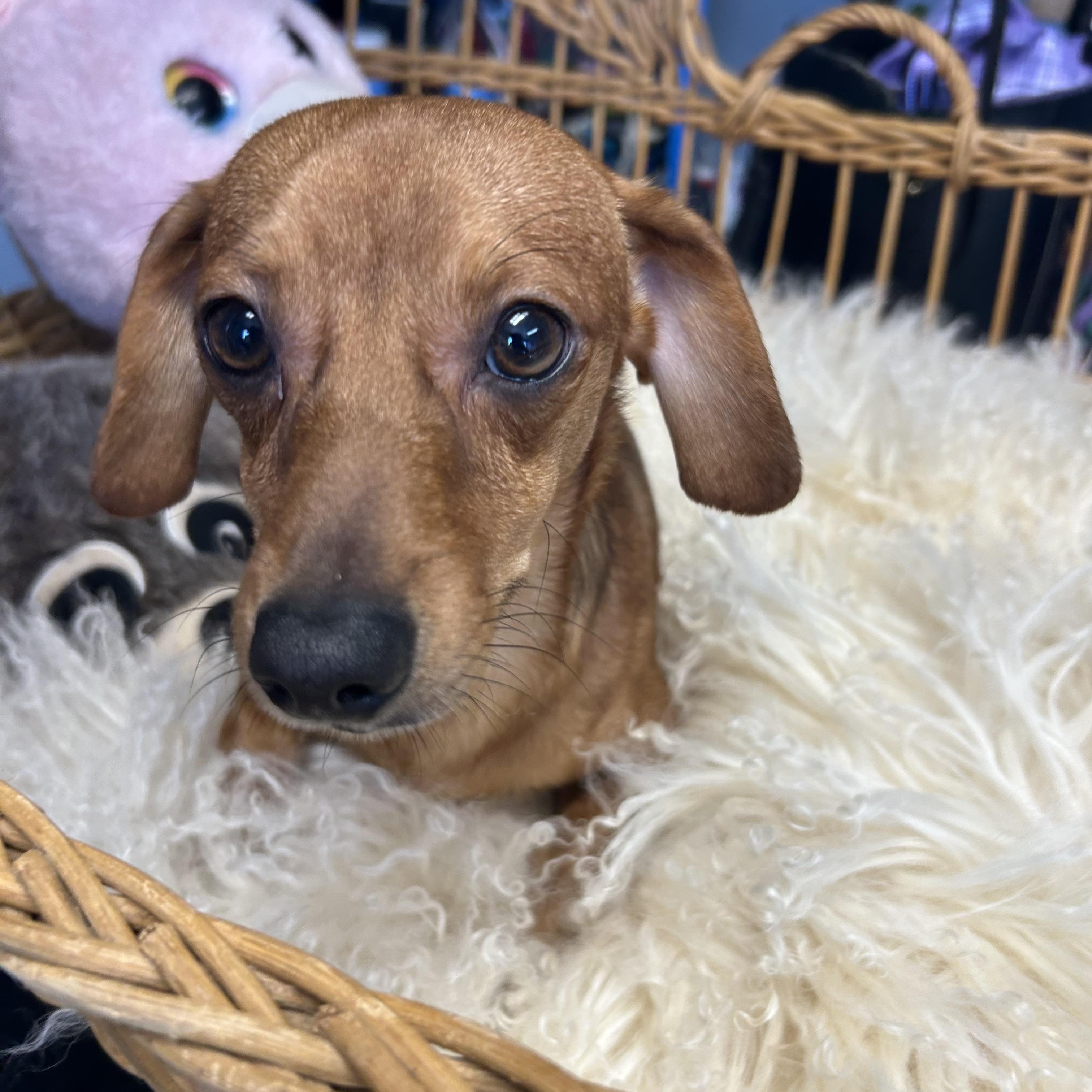 Enlarge Wrigley Westbrook, an adopted Chiweenie in Belleville, NJ image 5/5