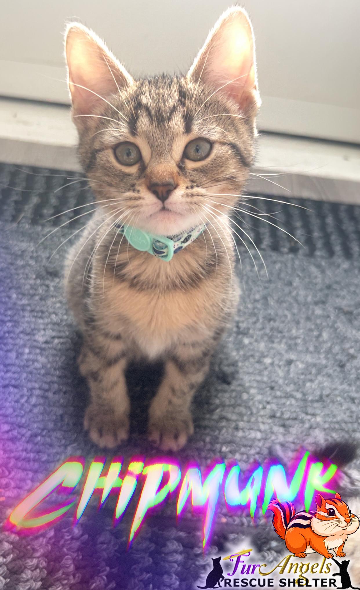 Chipmunk, adopted, Kitten Female Domestic Short Hair.