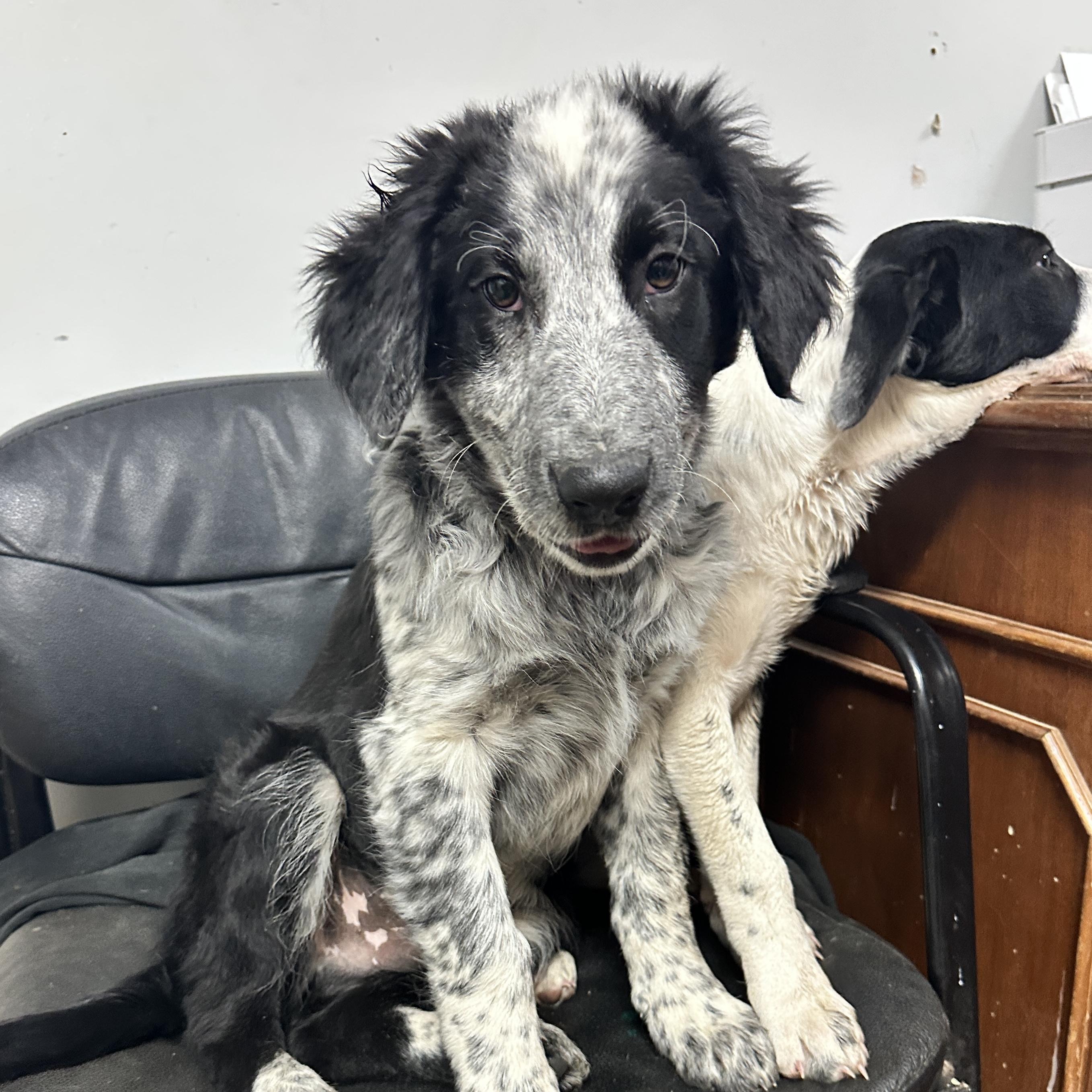 Bao Bun — thumbnail 2