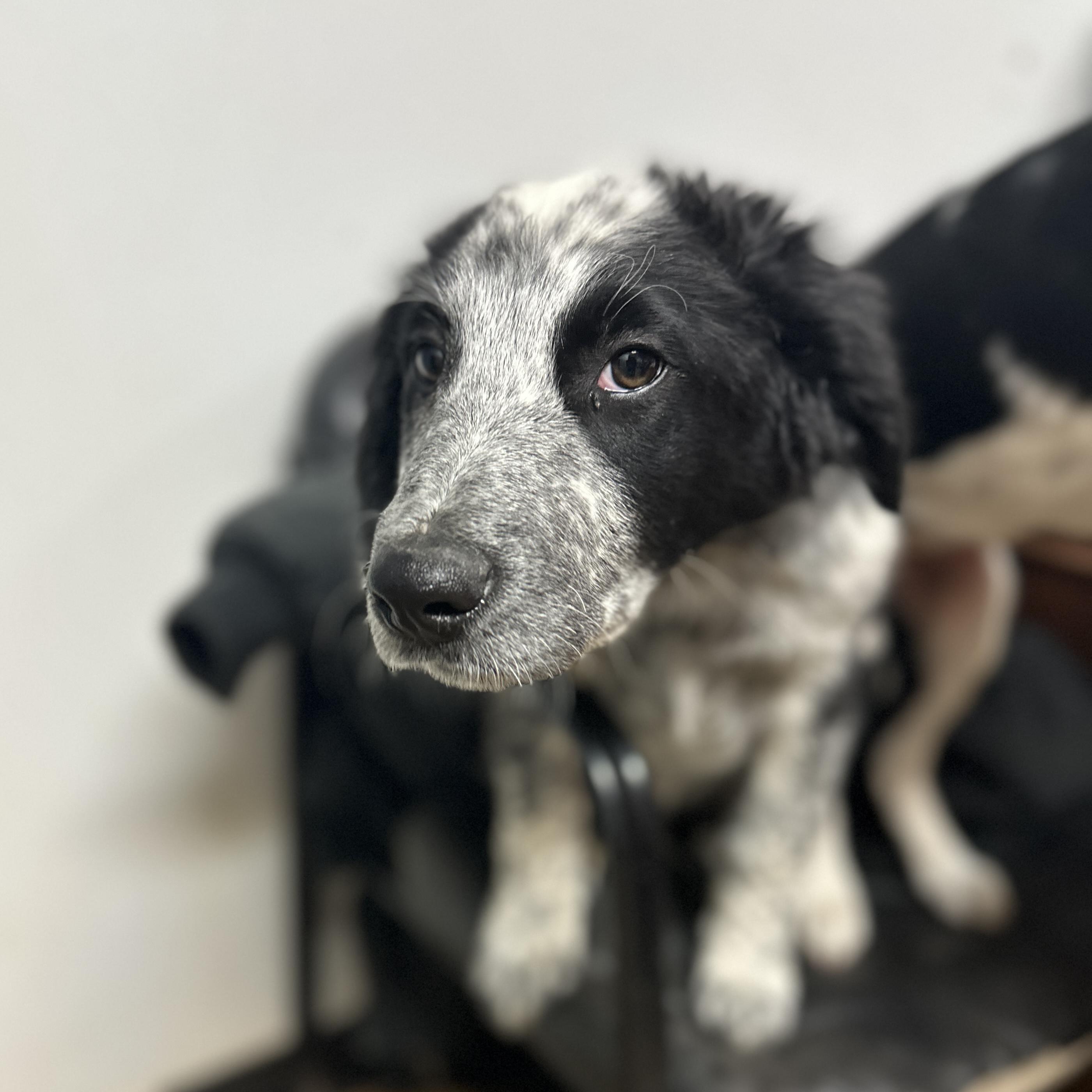 Bao Bun — thumbnail 3