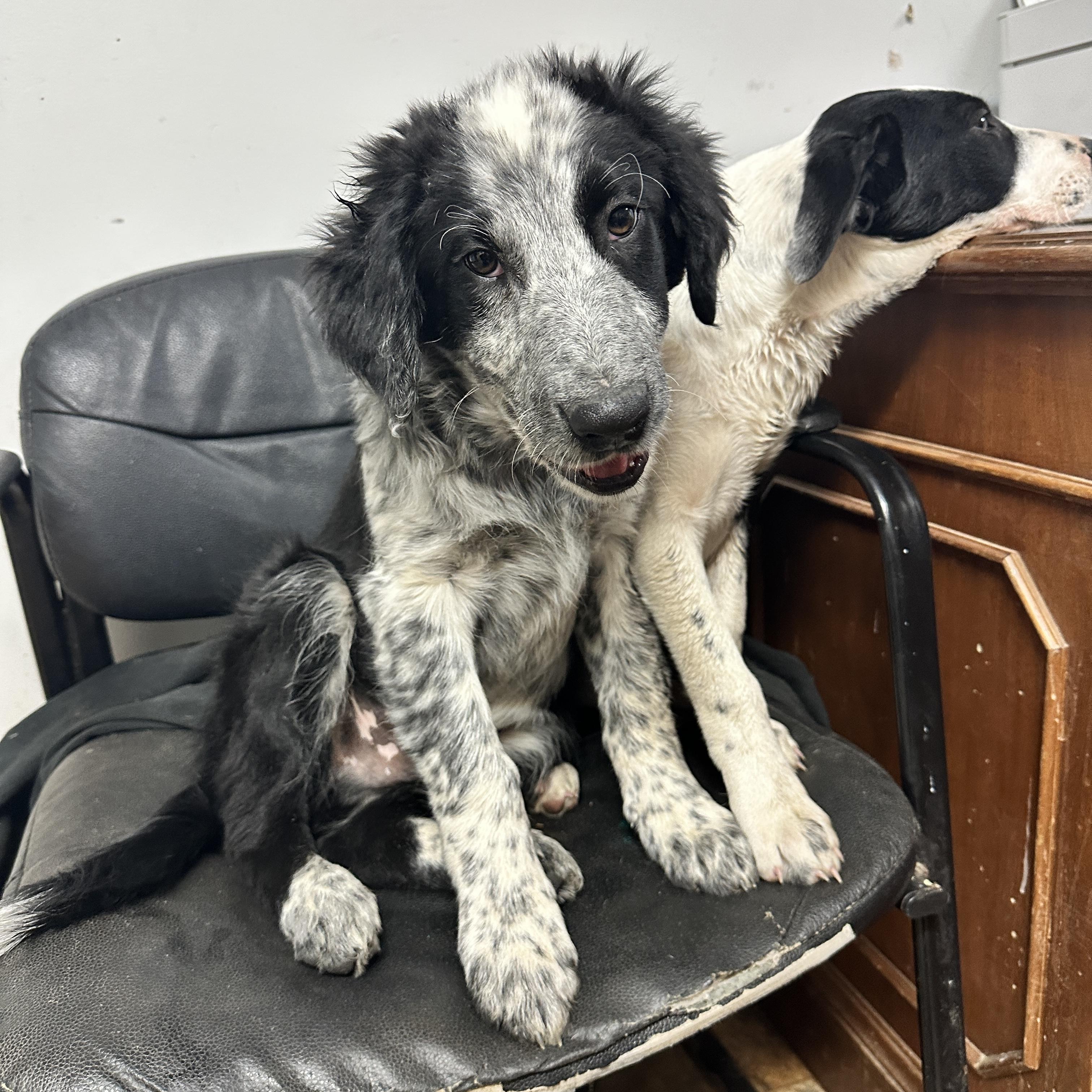 Bao Bun — thumbnail 4