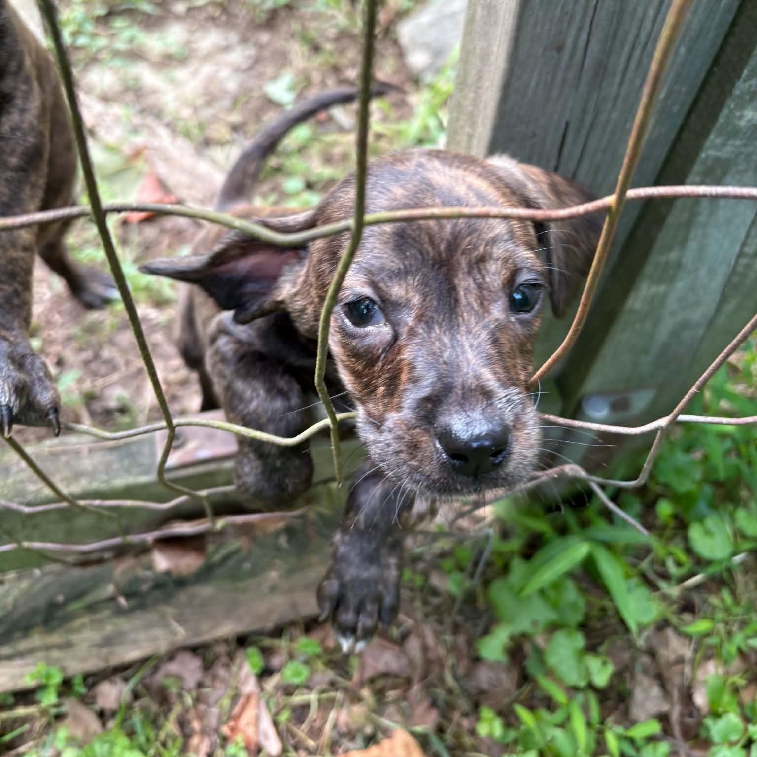 Piglet, Adoptable, Puppy Female Mountain Cur & Hound.
