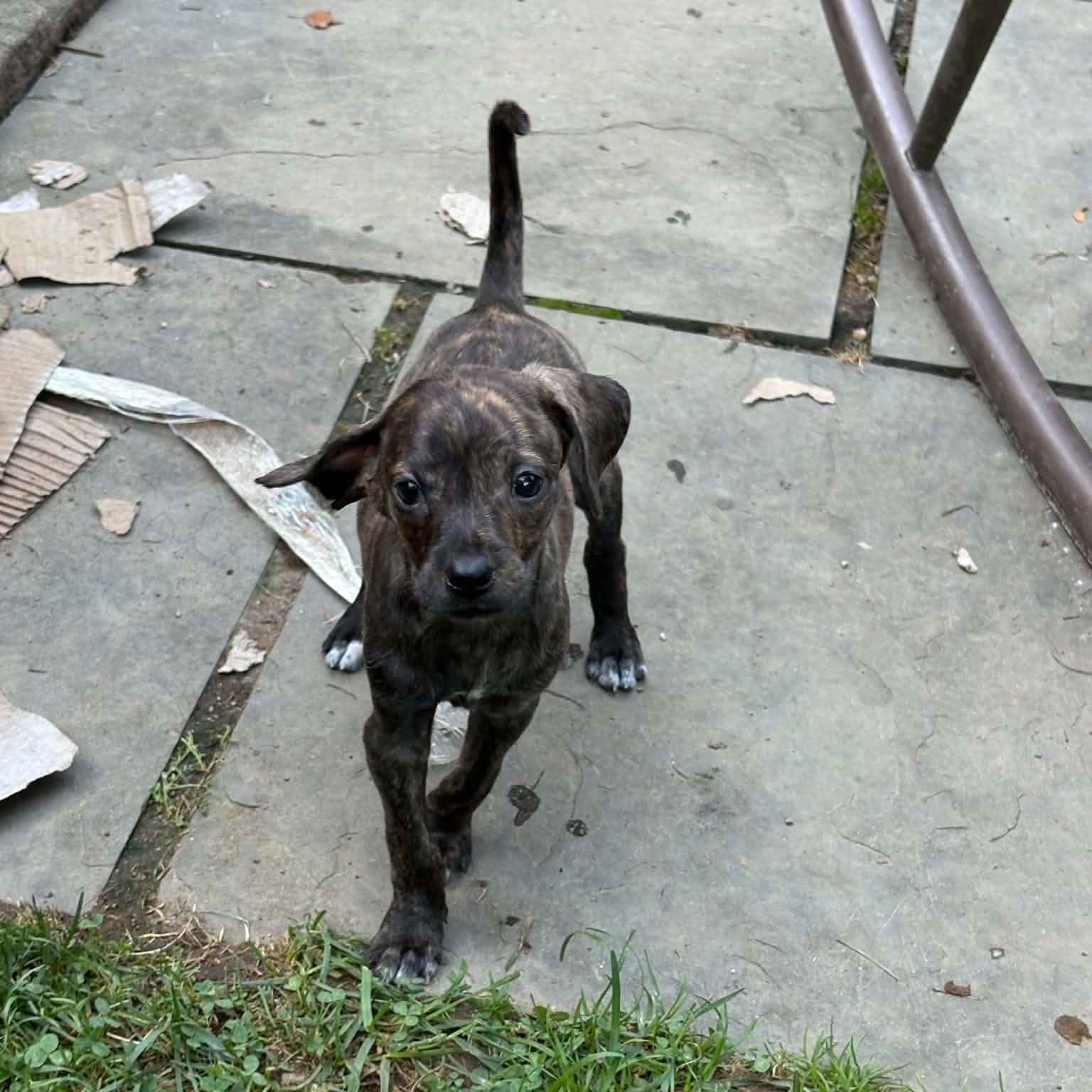 Piglet, a Adoptable mixed breed in Mount Bethel, PA image 5/5