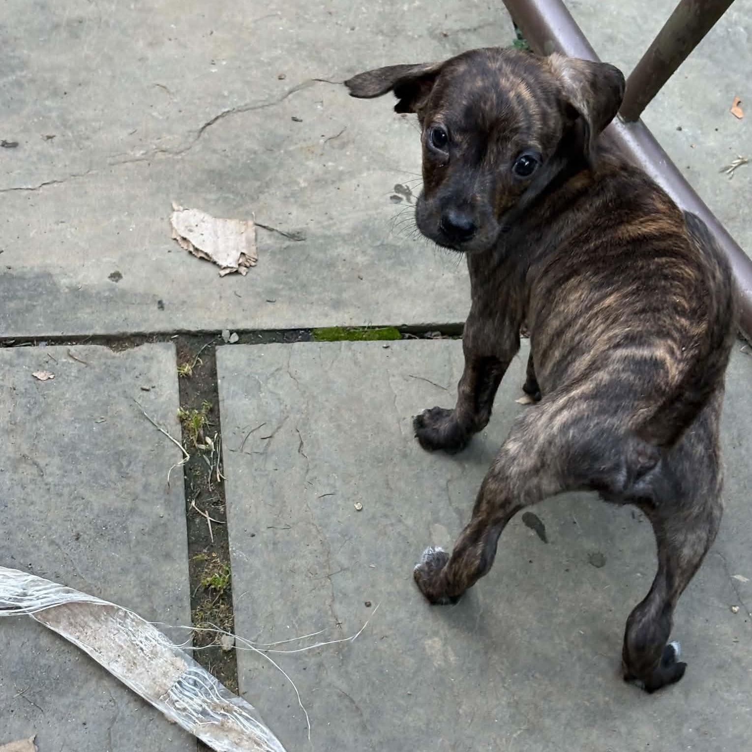 Piglet, a Adoptable mixed breed in Mount Bethel, PA image 4/5