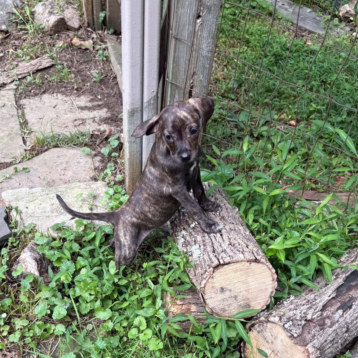 Piglet, a Adoptable mixed breed in Mount Bethel, PA image 3/5