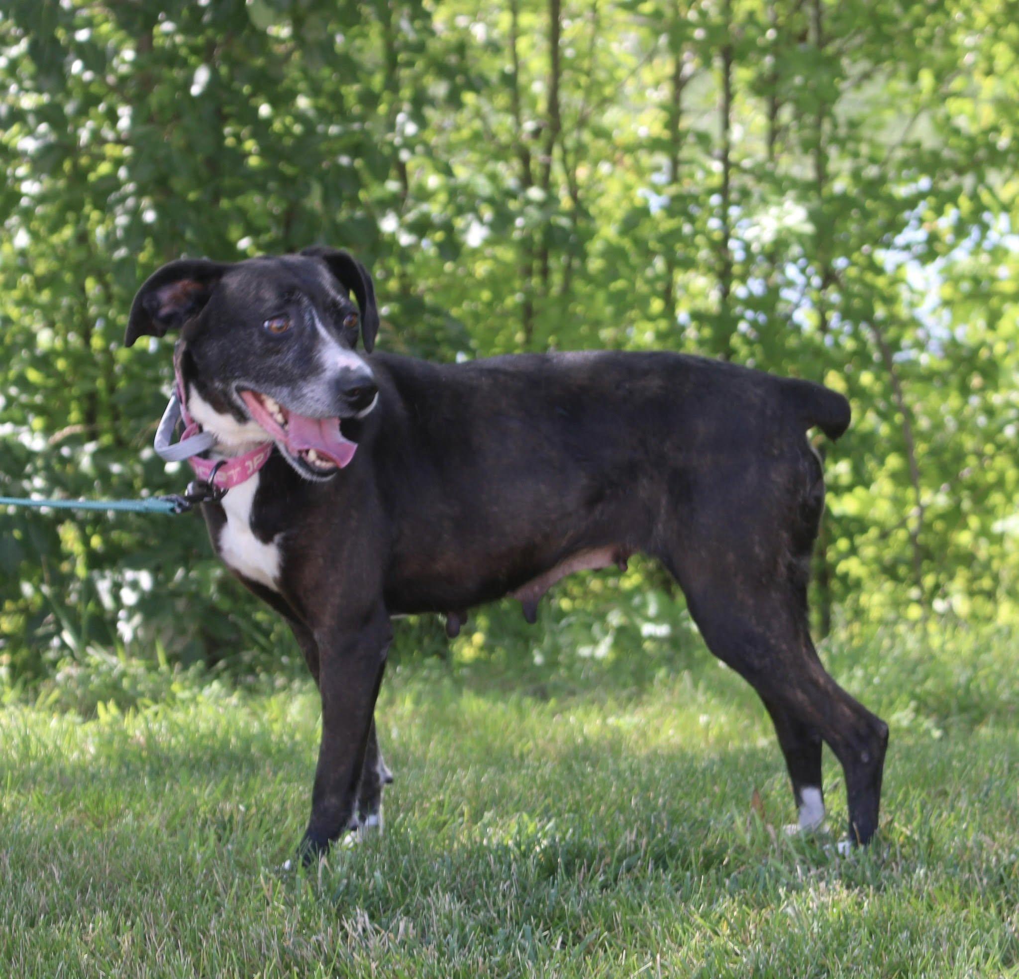 Shirley, Adult Female unknown