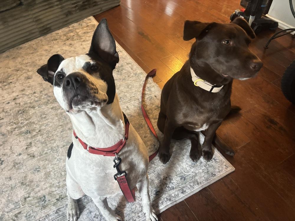 Fester, Adoptable, Young Male American Staffordshire Terrier.