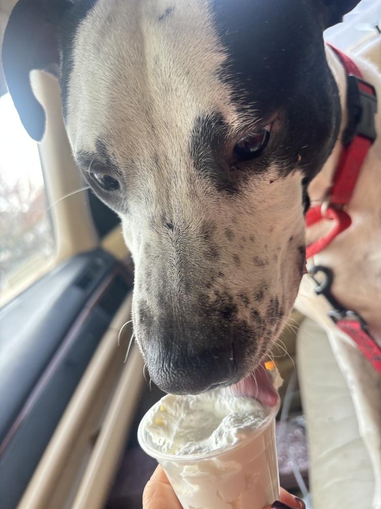 Fester, a Adoptable mixed breed in Denver, CO image 2/6