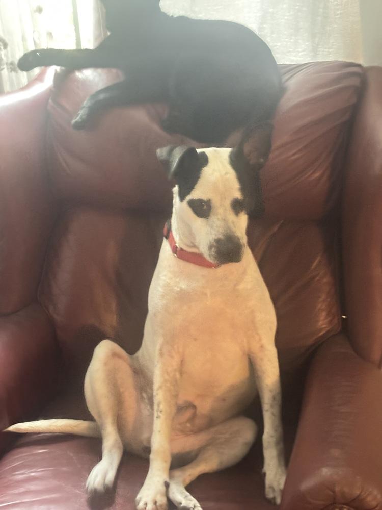 Fester, a Adoptable mixed breed in Denver, CO image 3/6