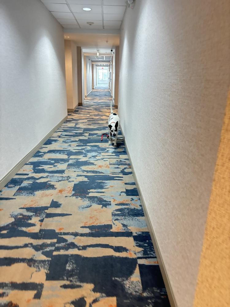 Fester, a Adoptable mixed breed in Denver, CO image 4/6