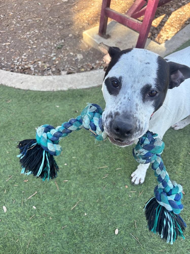 Fester, a Adoptable mixed breed in Denver, CO image 5/6