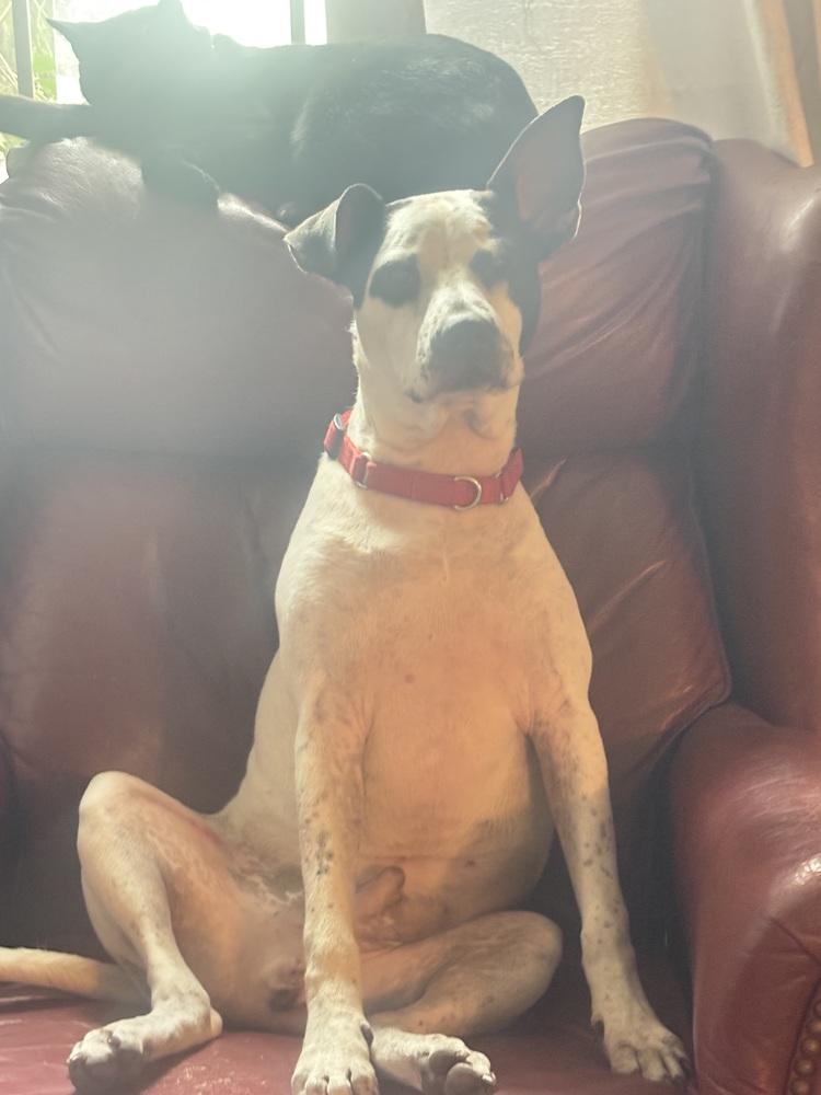 Fester, a Adoptable mixed breed in Denver, CO image 6/6