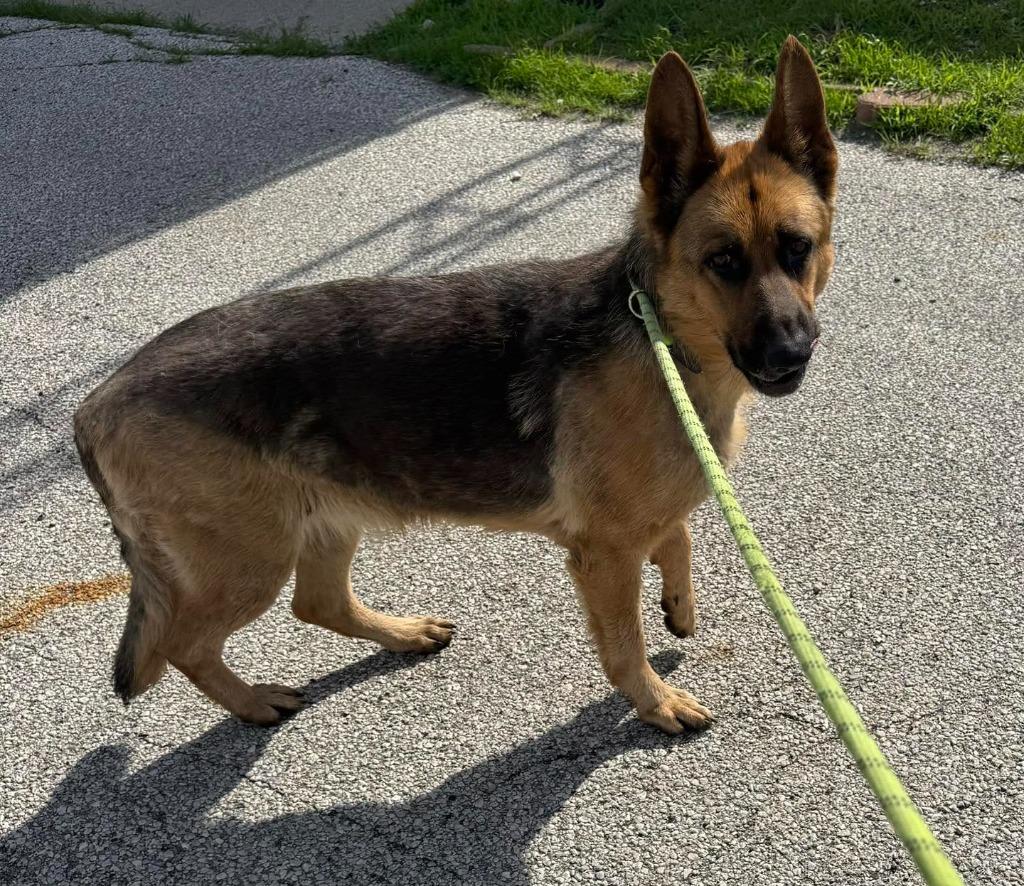 Zazi, Adoptable, Adult Female German Shepherd Dog.