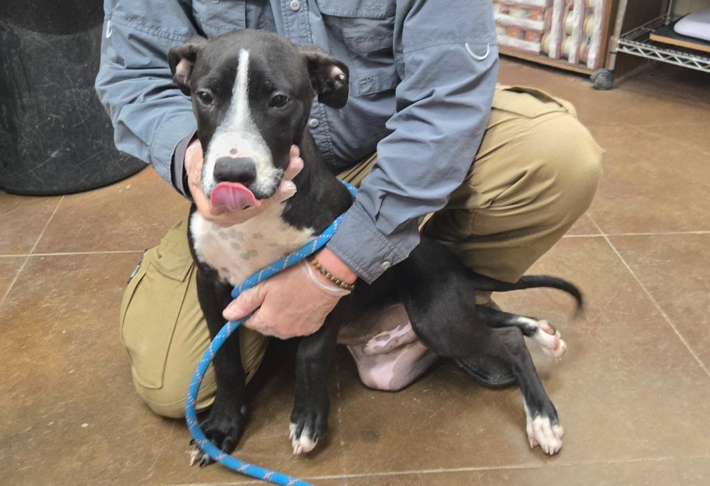 Scoot, Adoptable, Puppy Male Great Dane & Mixed Breed.