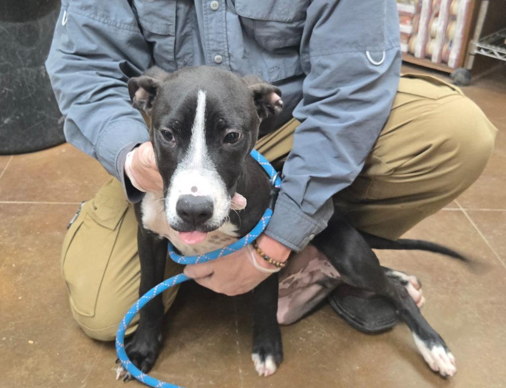 Scoot, a Adoptable mixed breed in Junction, TX image 2/4