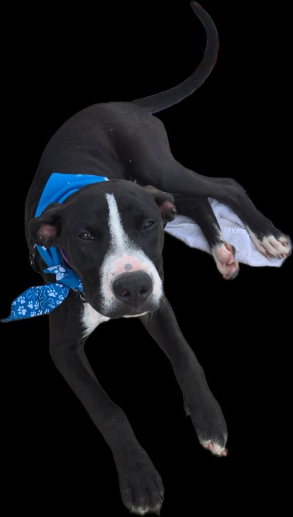 Scoot, a Adoptable mixed breed in Junction, TX image 3/4