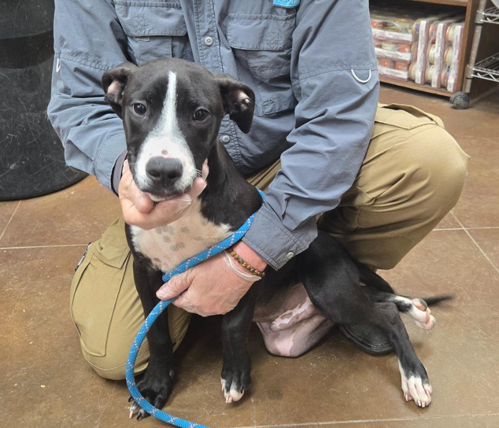 Scoot, a Adoptable mixed breed in Junction, TX image 4/4