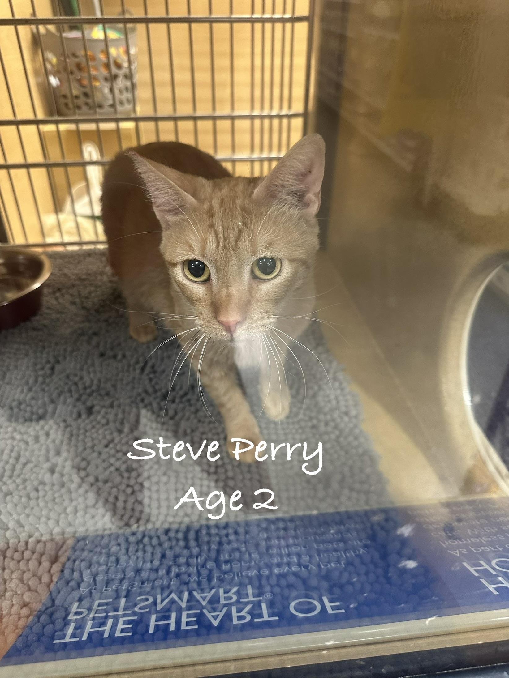 Steve Perry, ADOPTABLE, Young Male Domestic Short Hair.