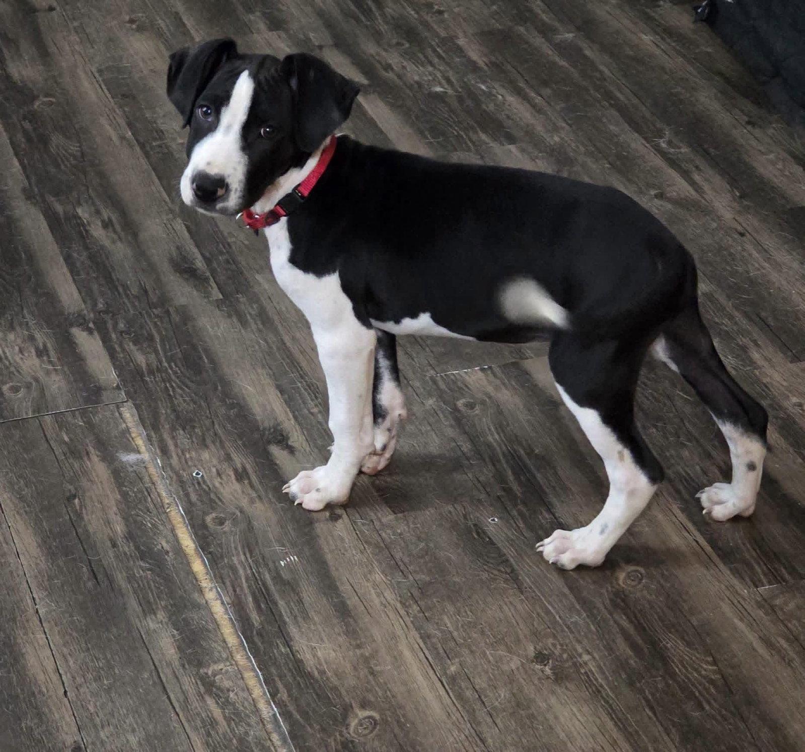 William, Adoptable, Puppy Male Terrier.