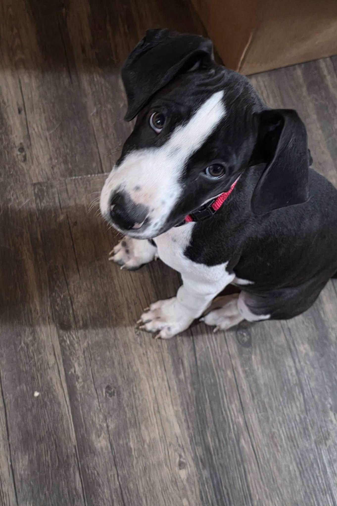 Enlarge William, a Adoptable Terrier in New London, WI image 2/2