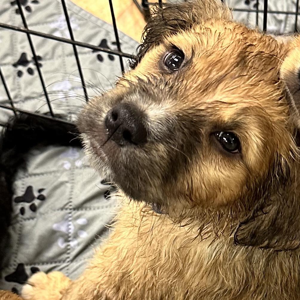 Artemis, Adoptable, Puppy Male Mixed Breed.