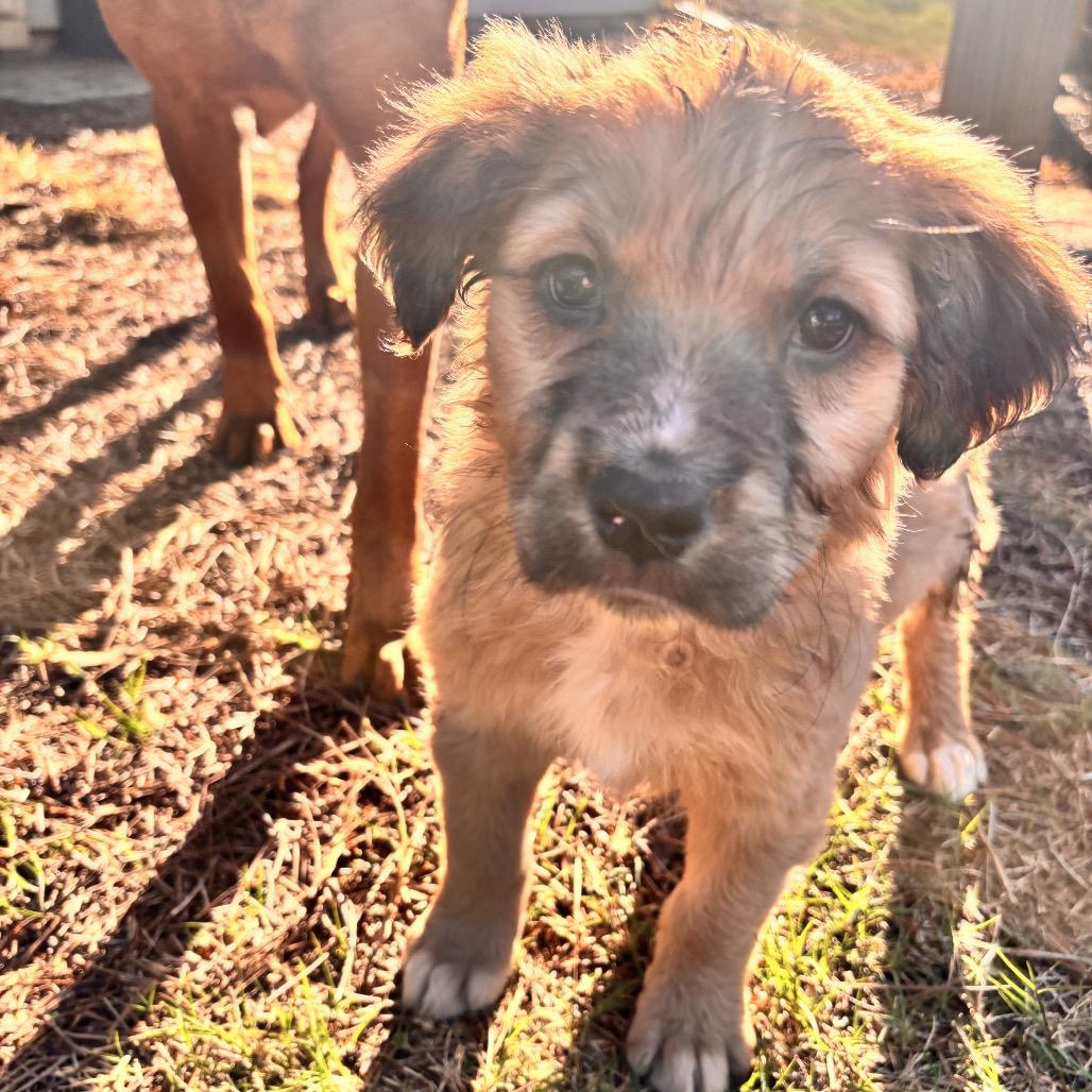 Enlarge Artemis, a Adoptable Mixed Breed in Austell, GA image 2/3